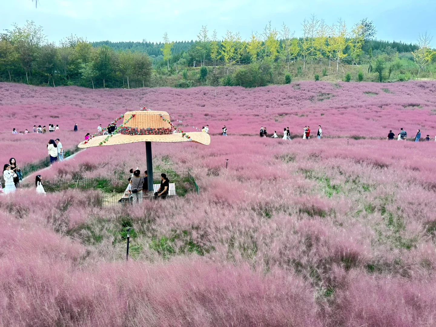 邯郸紫山粉黛草|十一免费游玩仙境