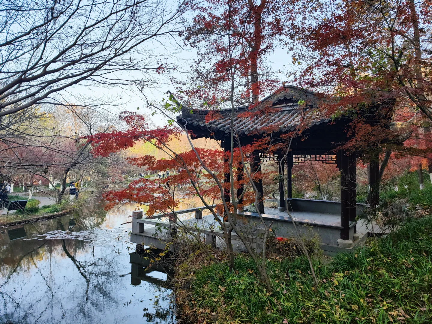 南京|给广东人一点小小的秋天震撼