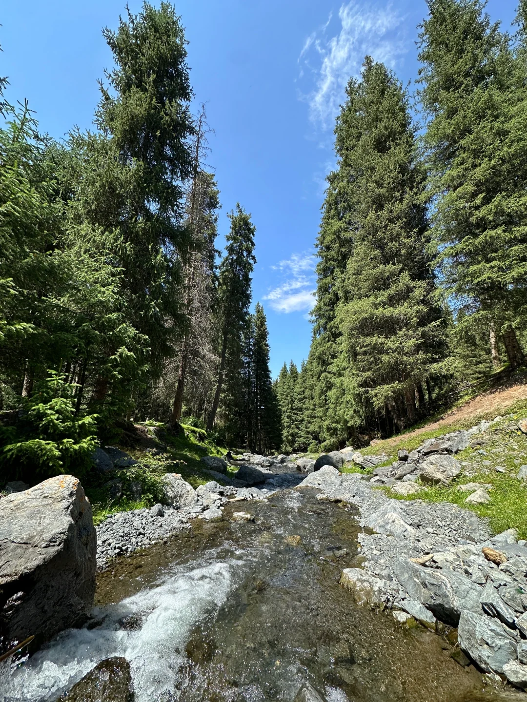 🌲 56公里逃离火炉!闯进23℃的森林瀑布