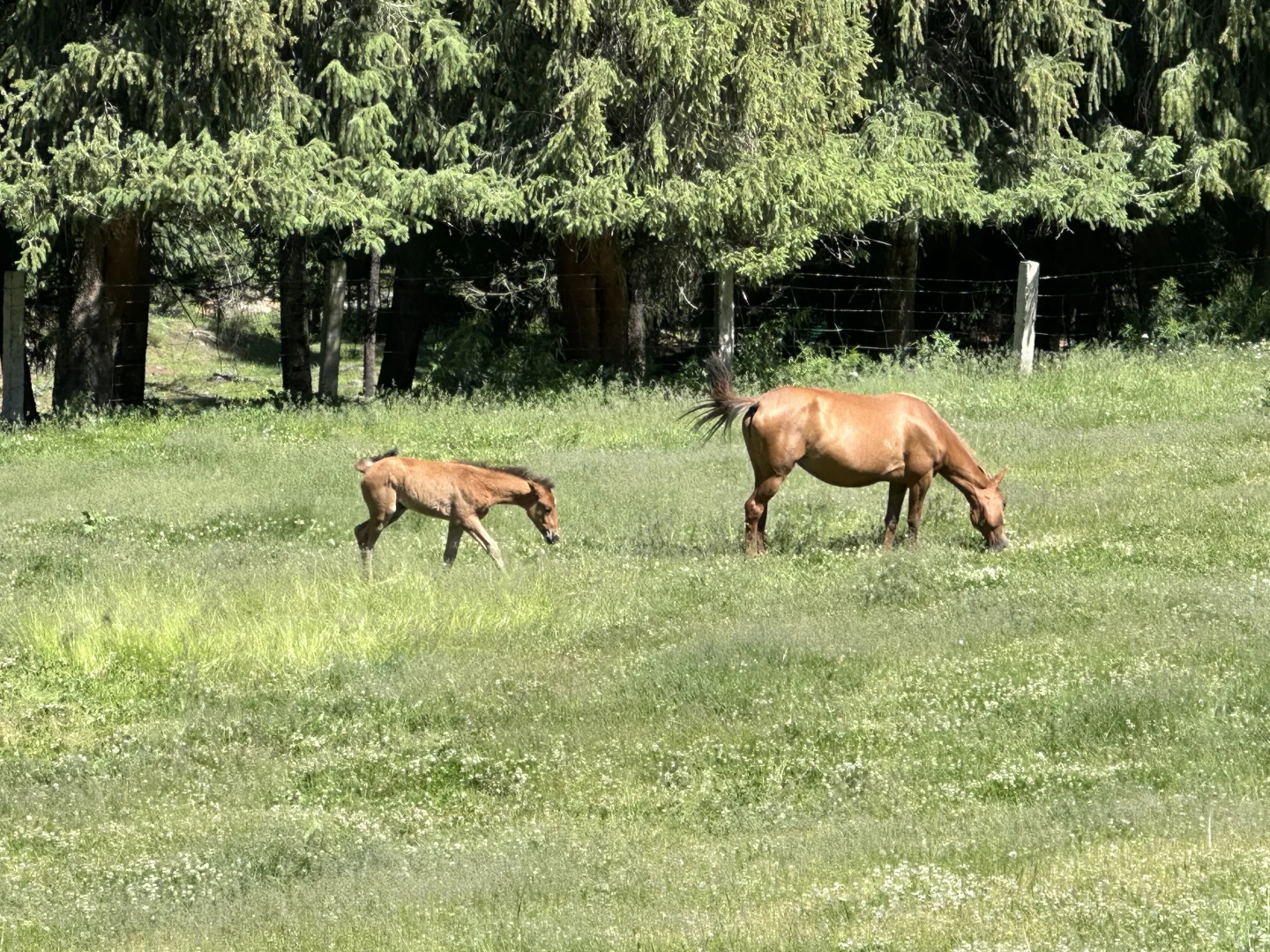 🌲 56公里逃离火炉!闯进23℃的森林瀑布