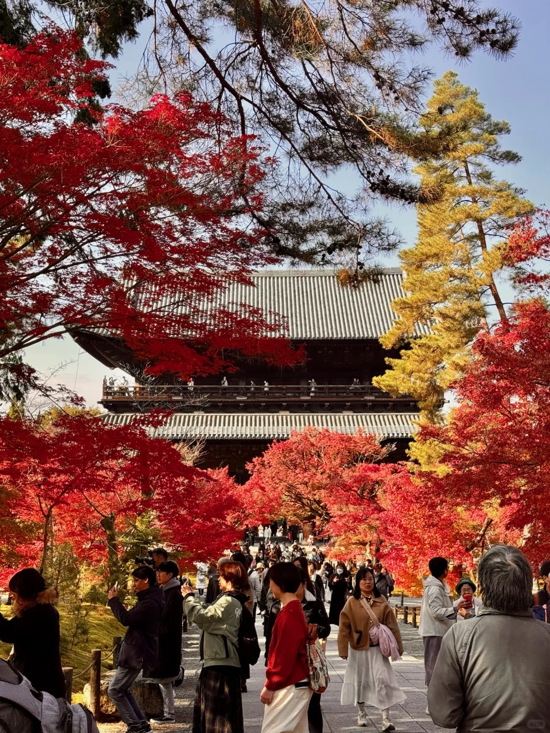 一个人旅行🇯🇵2025京都红叶我的赏枫排名