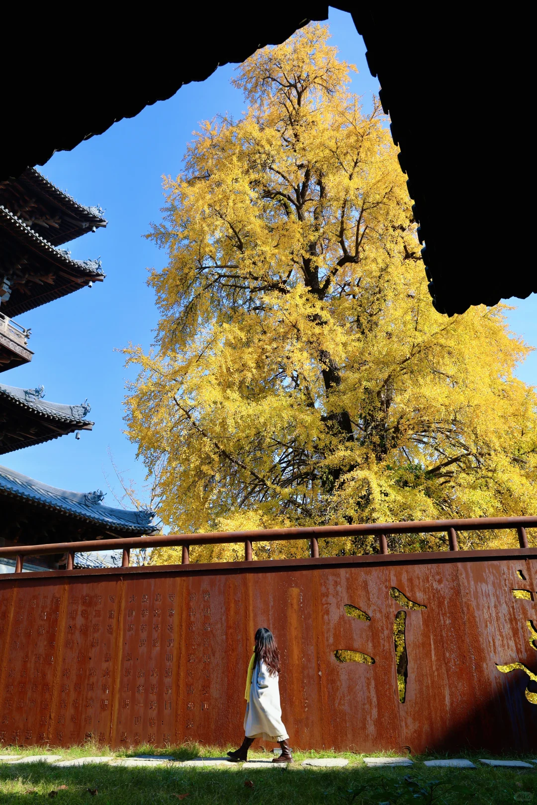 濮院古镇🍂和一棵树感受秋天