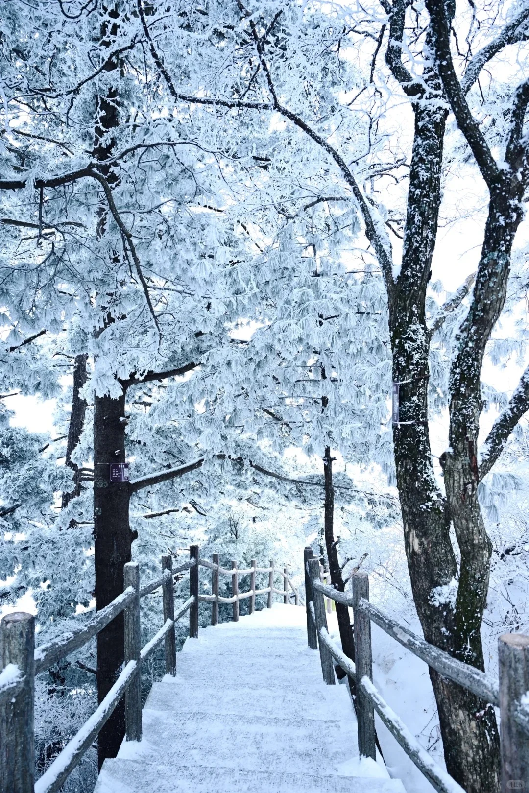 华山一日游-冬季特惠路线闭眼冲❄️