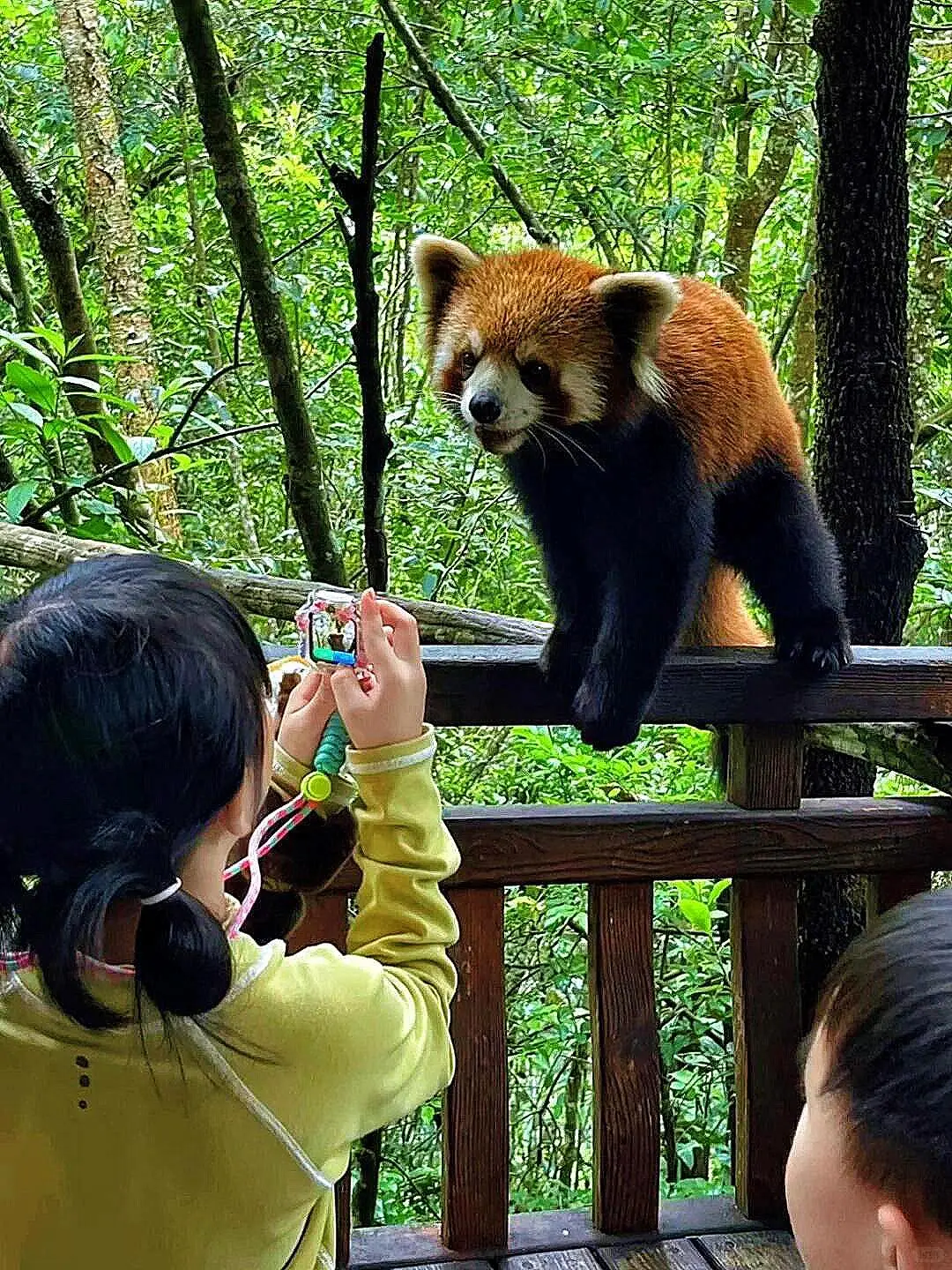躺平式出游✔️这个西双版纳纯玩游没对手❗
