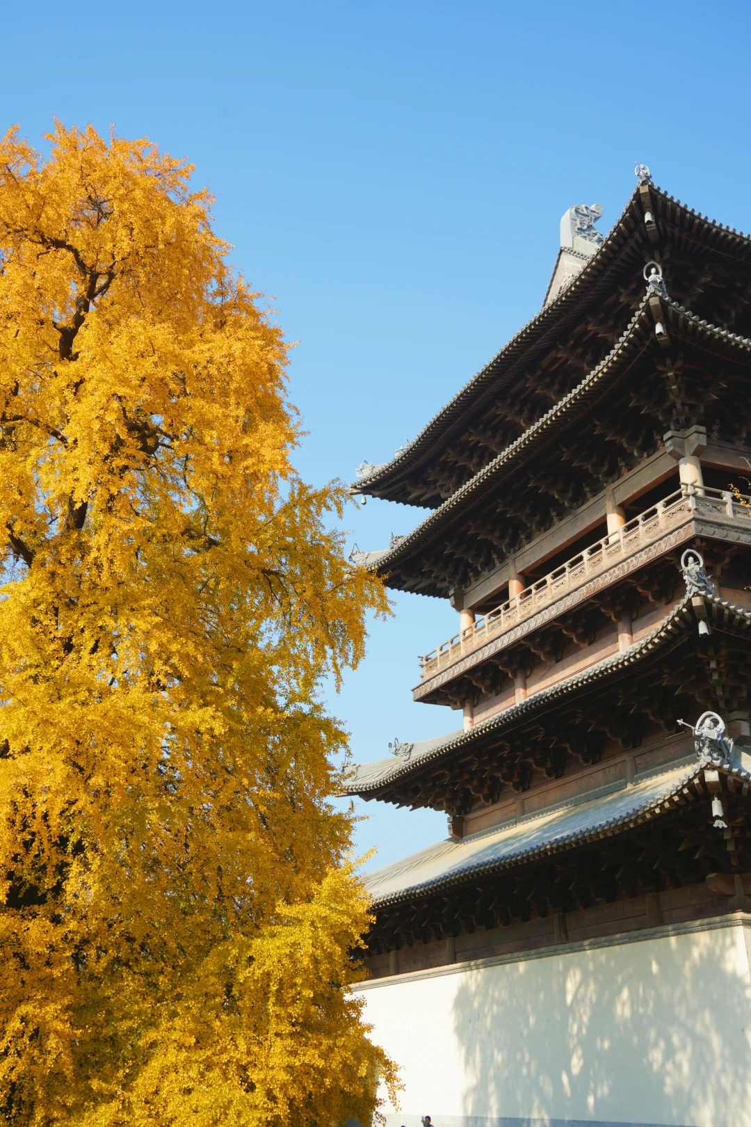 濮院古镇🍂和一棵树感受秋天