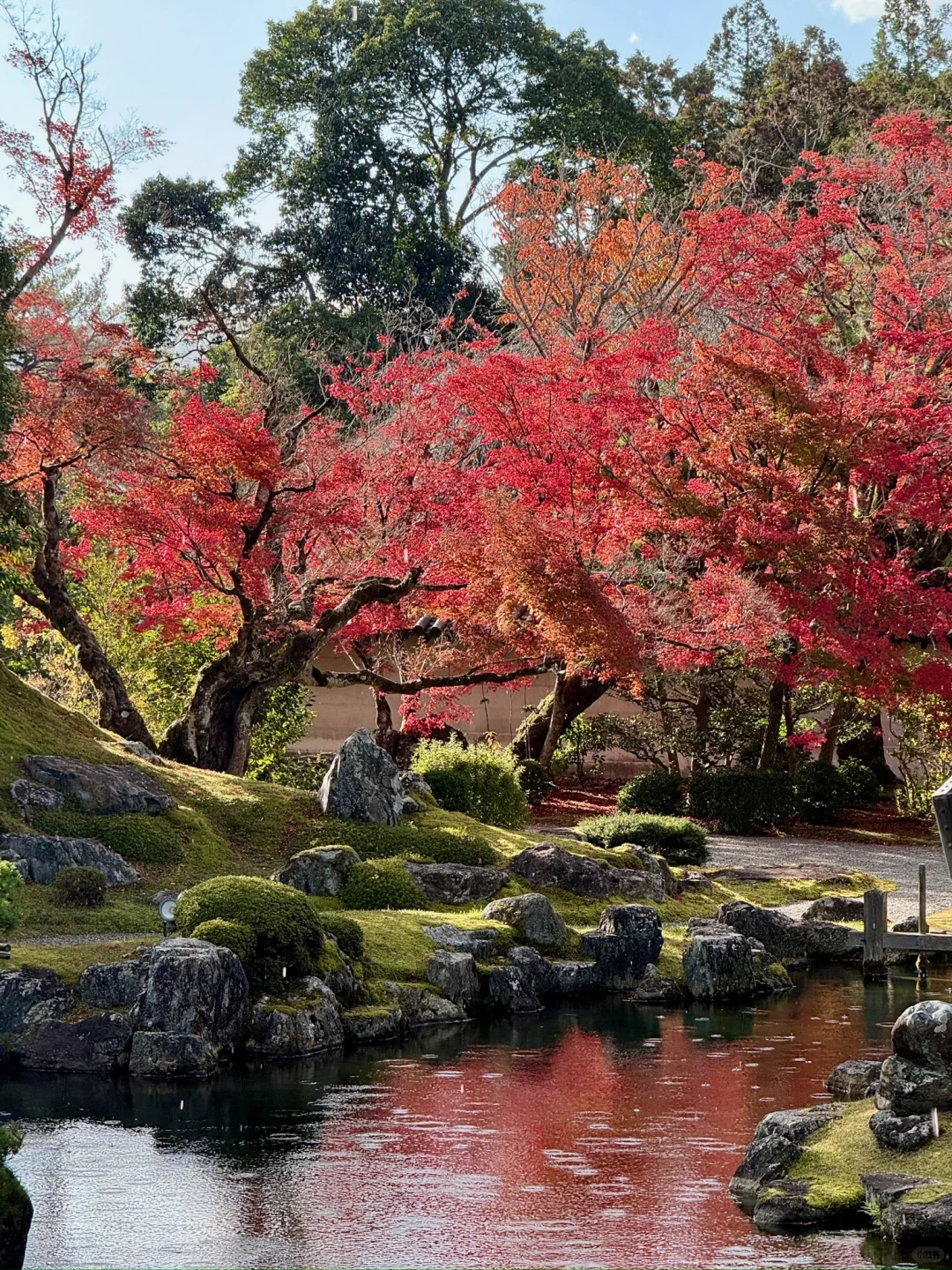 一个人旅行🇯🇵2025京都红叶我的赏枫排名