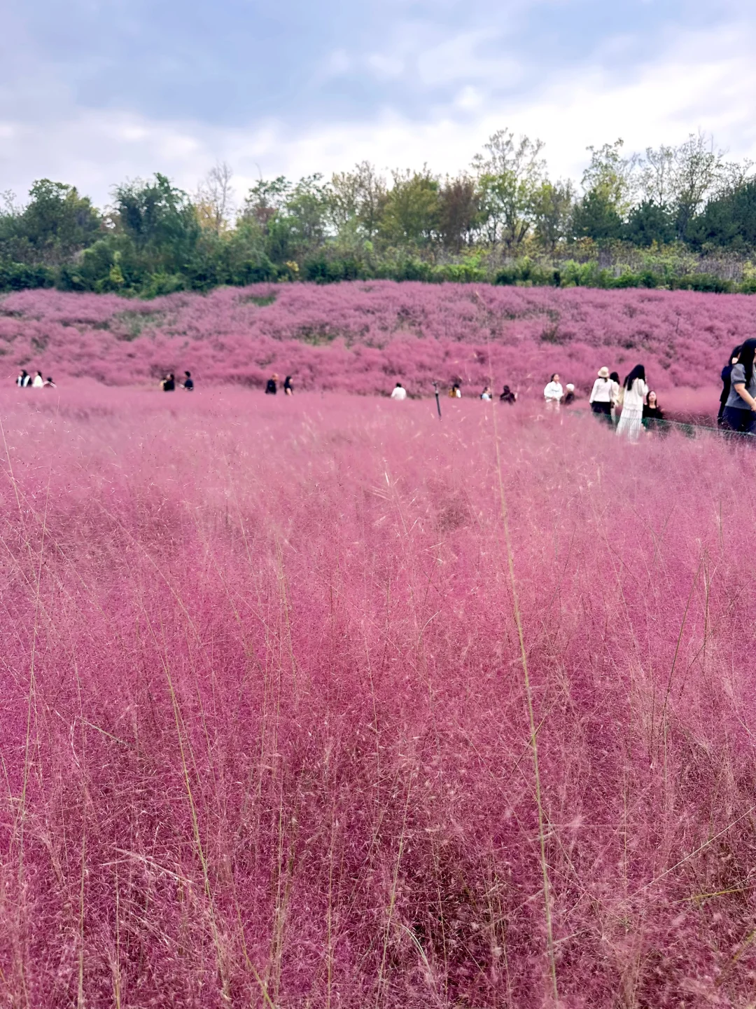 邯郸紫山粉黛草|十一免费游玩仙境
