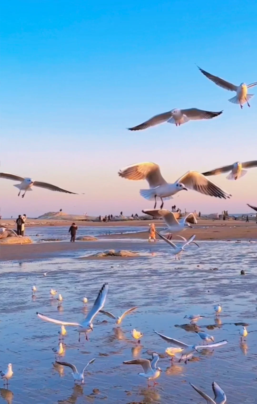 秦皇岛冻海美到失语❄️下月一起看冰河世纪‼️