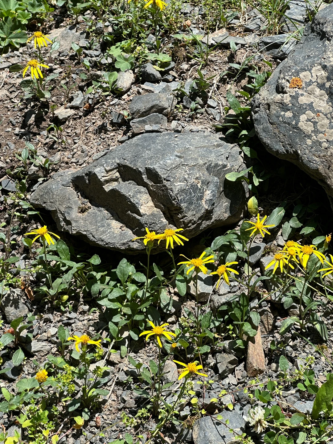 🌲 56公里逃离火炉!闯进23℃的森林瀑布