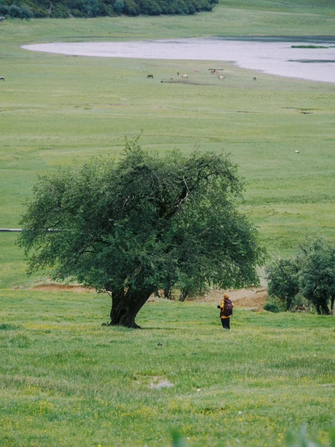 普达措徒步指南，高原秘境这样玩才尽兴！