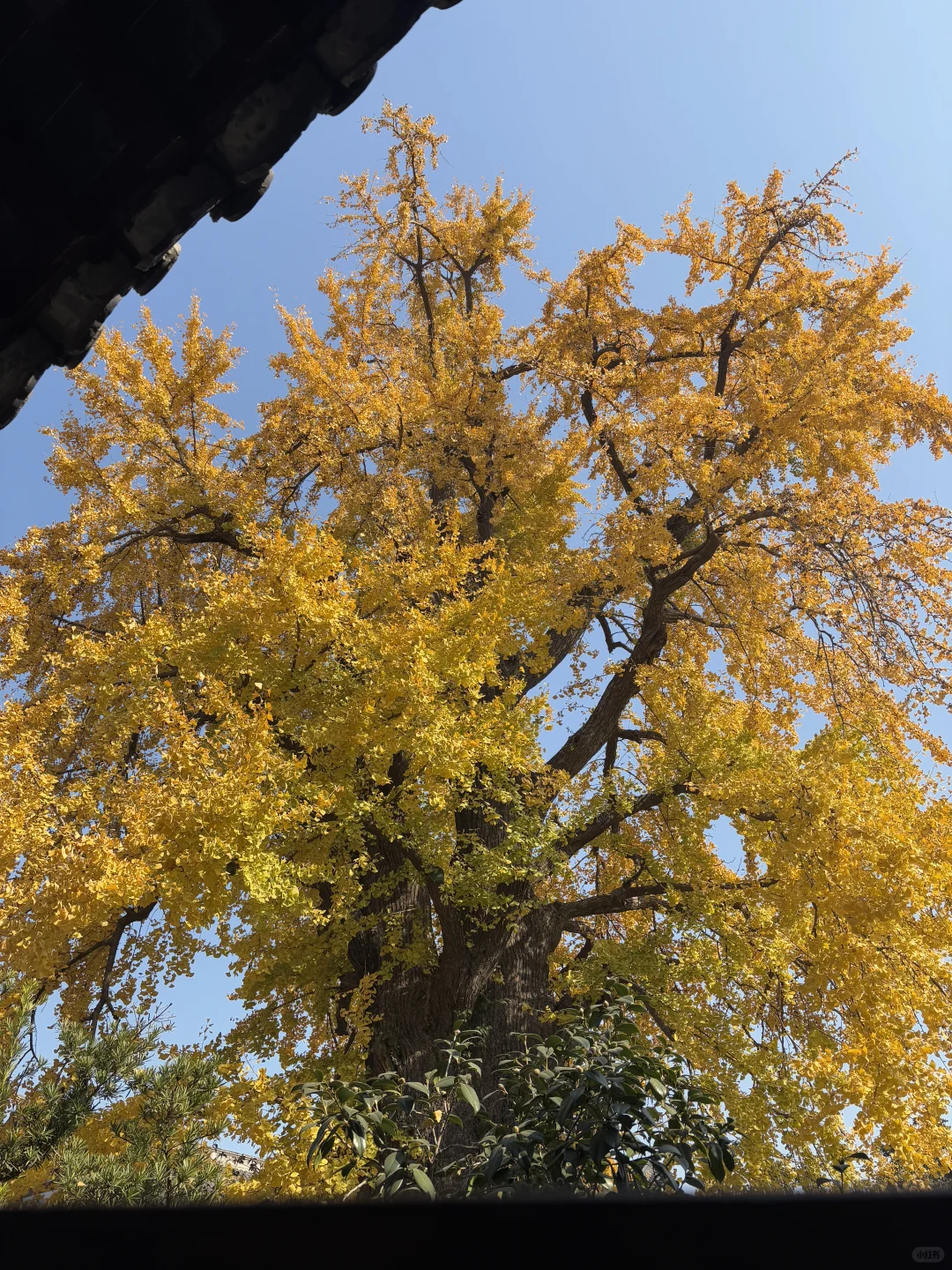 逃离城市计划 | 常熟你真的是，又美又安静