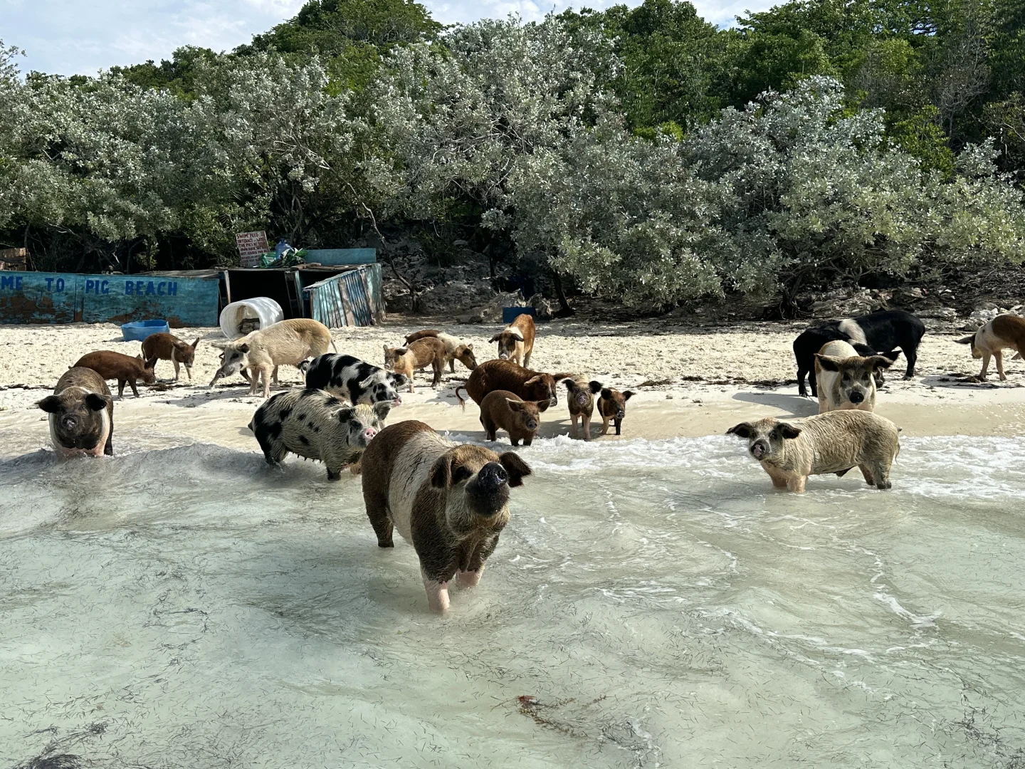 巴哈马🇧🇸的旅游攻略