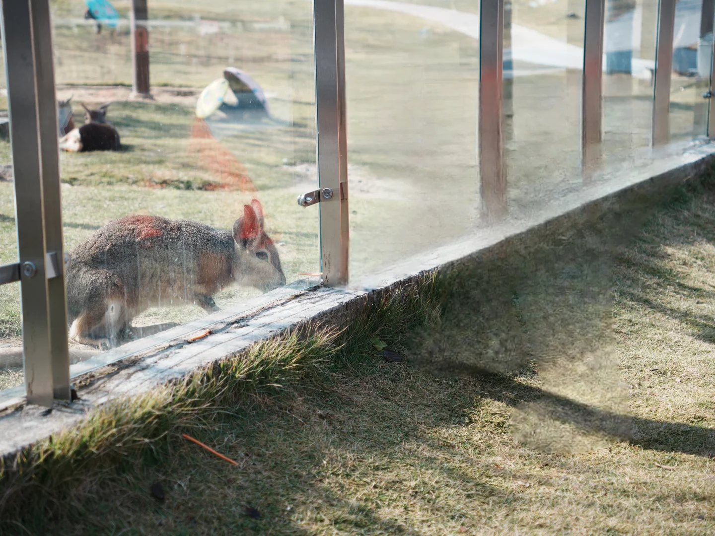 武汉遛娃|藏在景区的小天地木兰动物王国