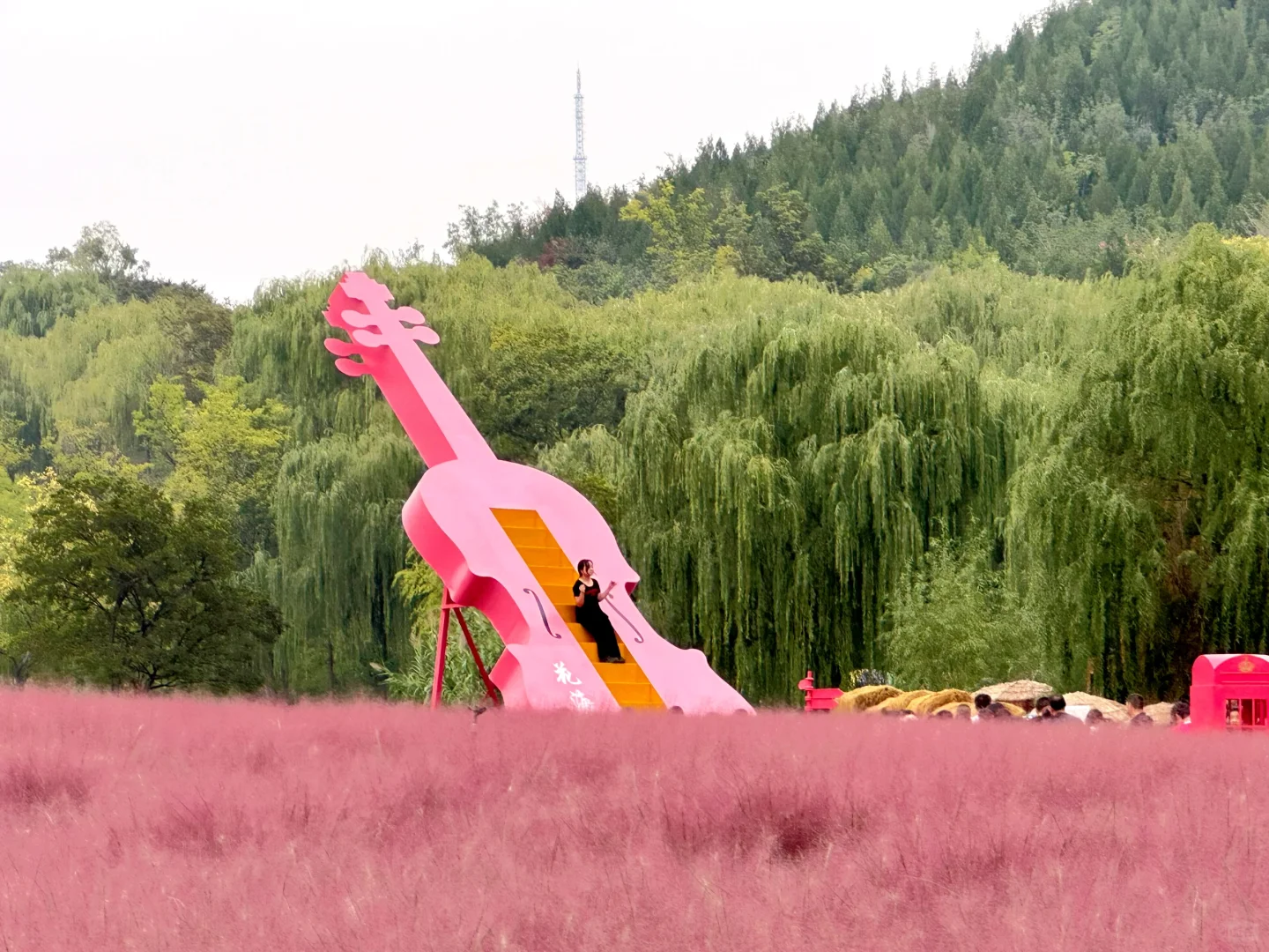 邯郸紫山粉黛草|十一免费游玩仙境