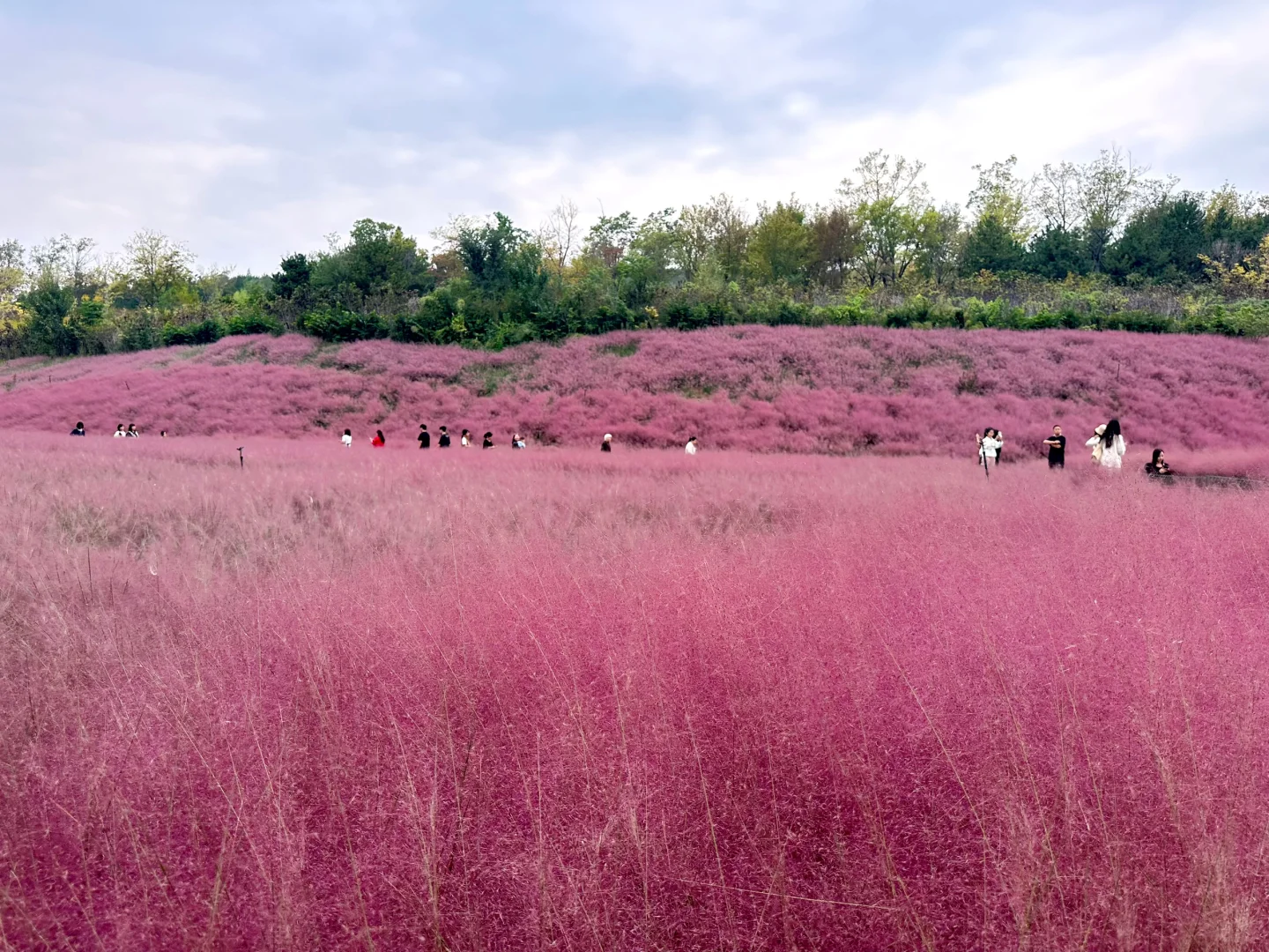 邯郸紫山粉黛草|十一免费游玩仙境