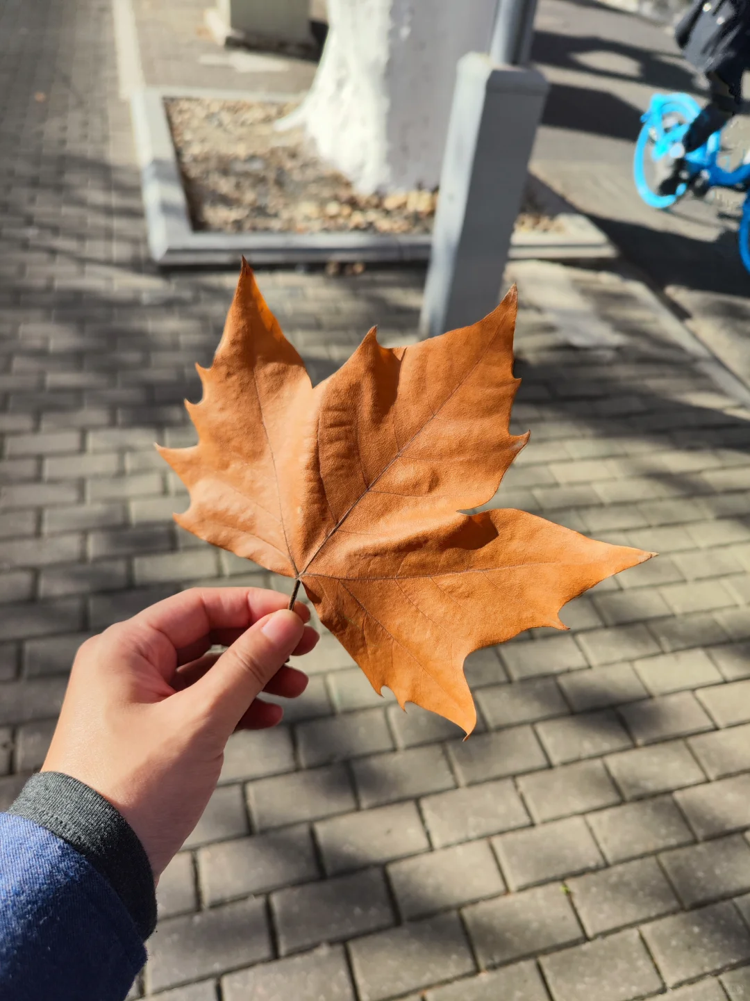 南京|给广东人一点小小的秋天震撼