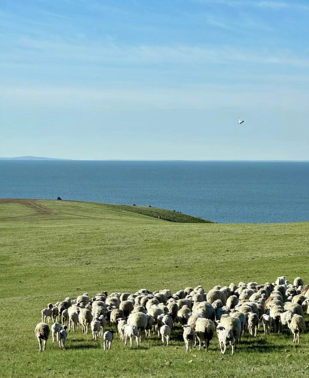 呼伦贝尔夏日躺玩攻略,绝美风光全打卡!