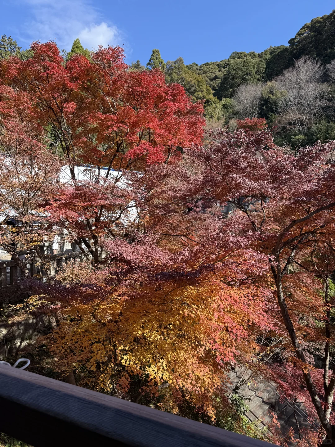 🇯🇵日本10天随性自由行小攻略