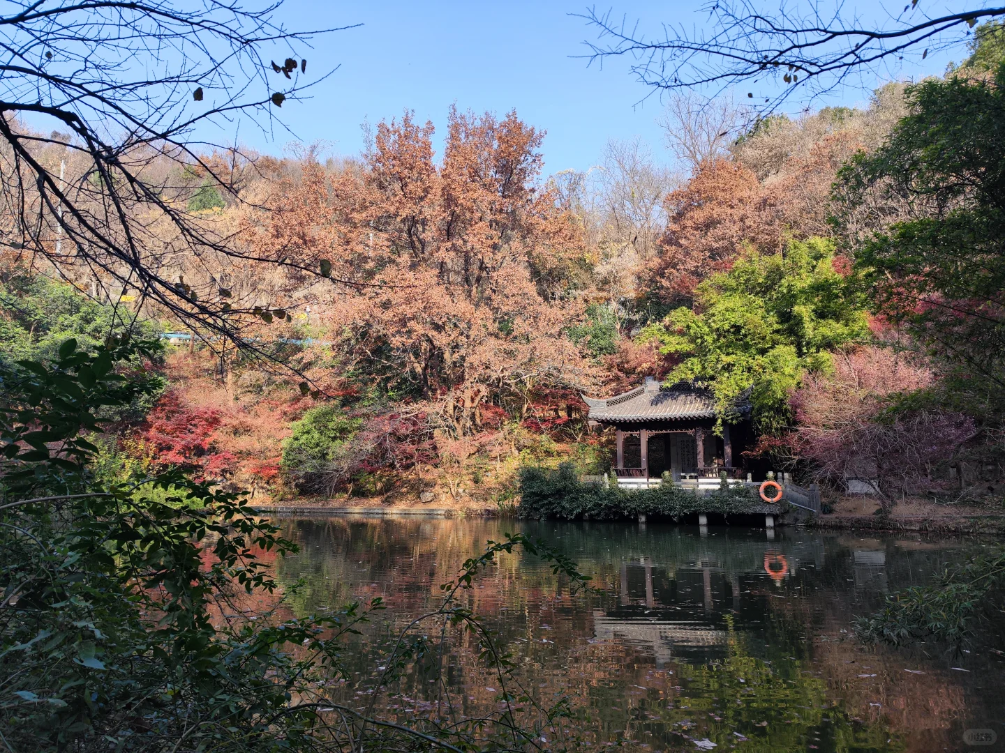 南京|给广东人一点小小的秋天震撼