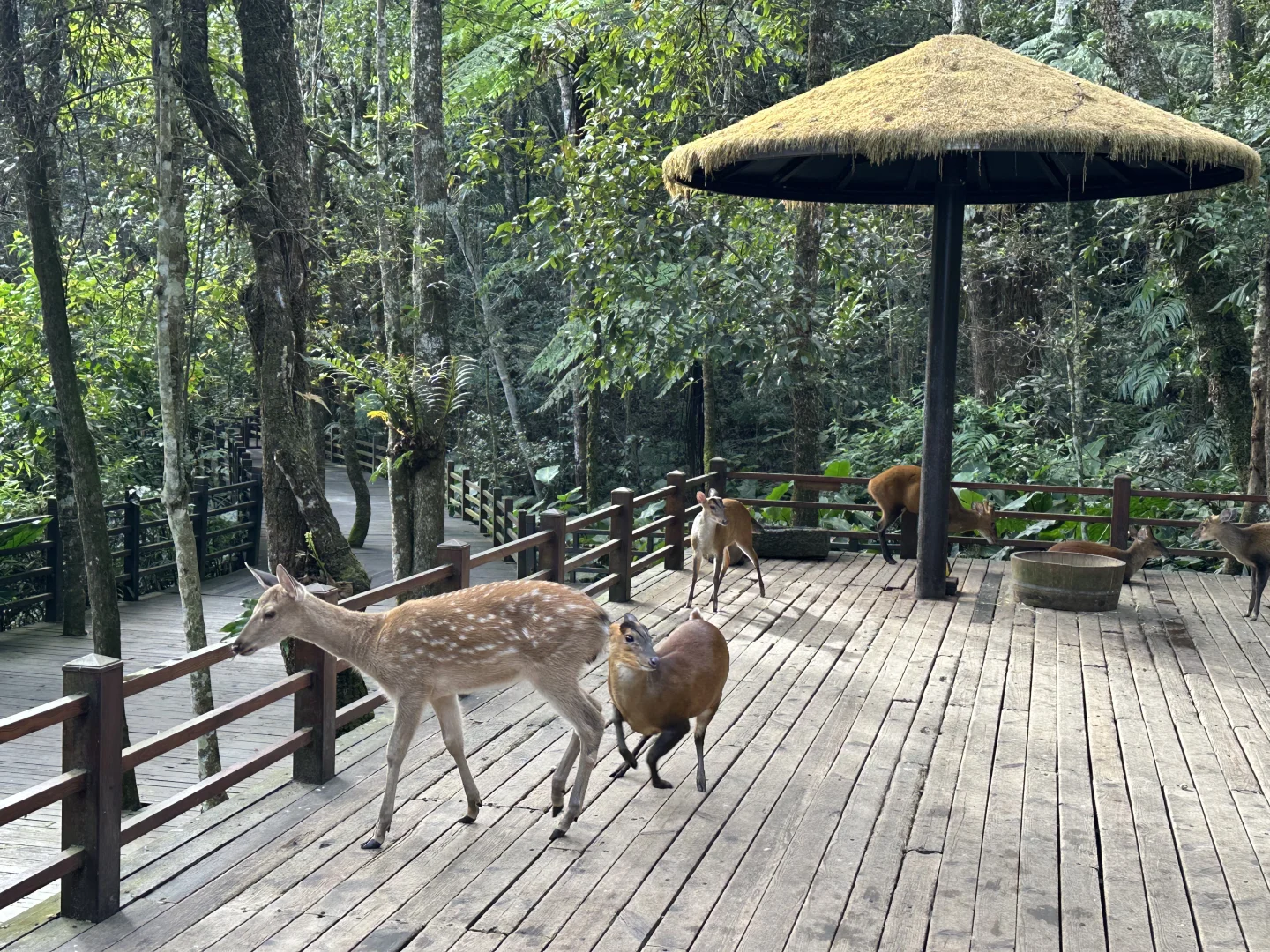 普洱🌿在自然里与小熊猫白犀牛玩耍