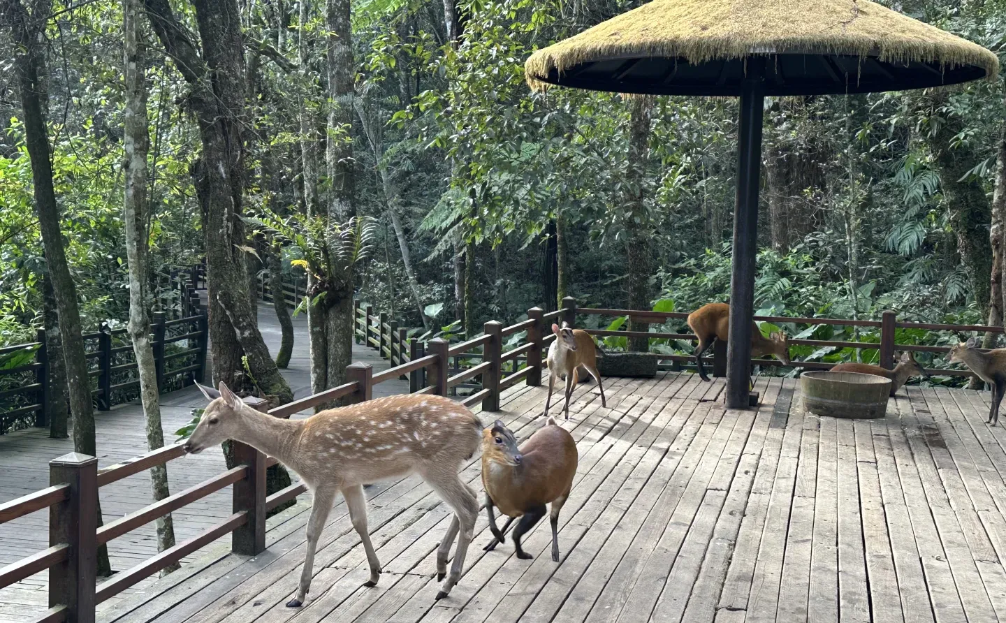 普洱🌿在自然里与小熊猫白犀牛玩耍