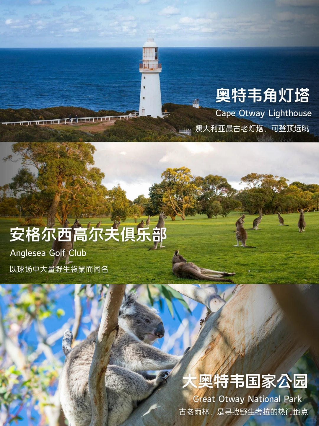 大洋路景点排名榜🌊没去对等于白来墨尔本来