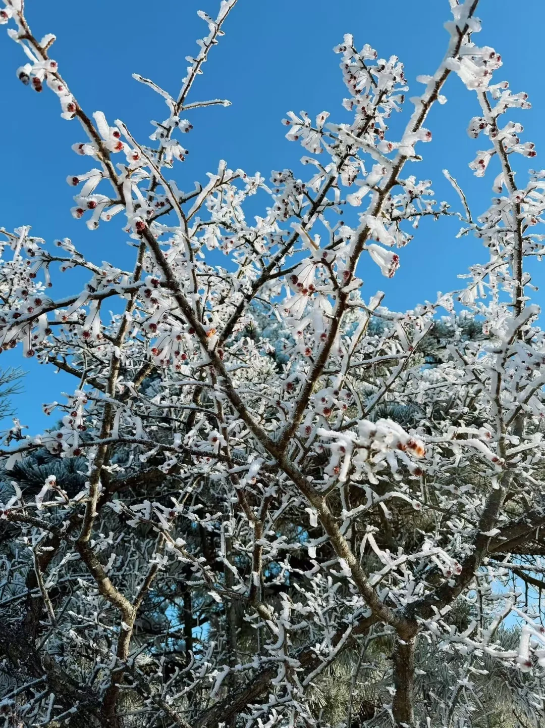 12.14📍累惨😭去莽山真心不建议去西门