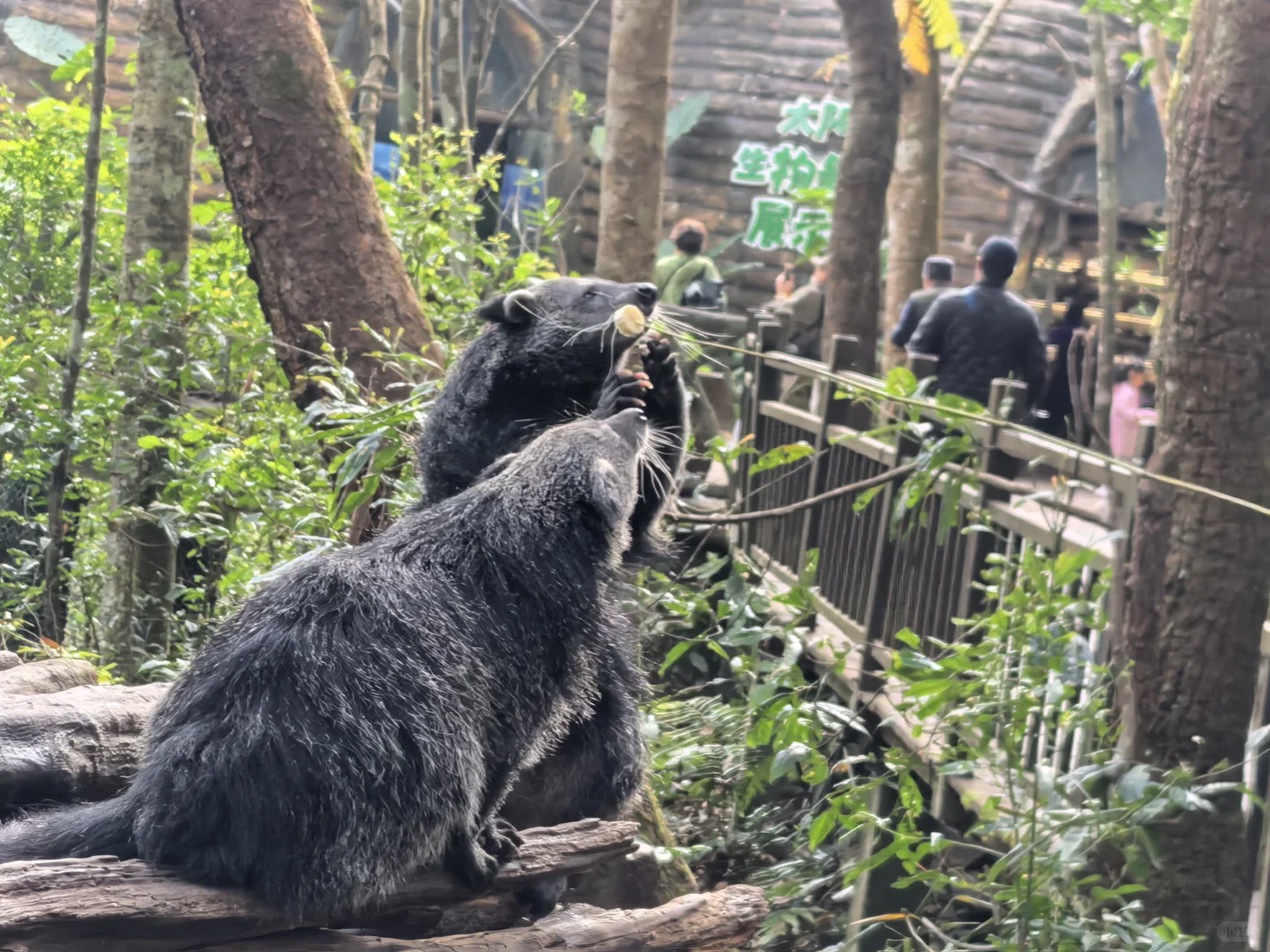 普洱🌿在自然里与小熊猫白犀牛玩耍