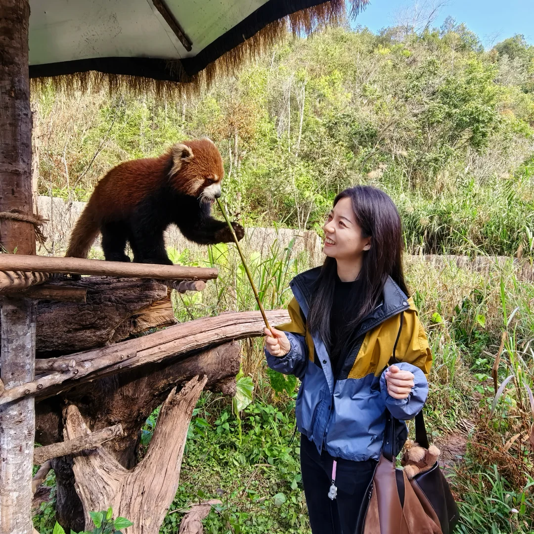 普洱🌿在自然里与小熊猫白犀牛玩耍