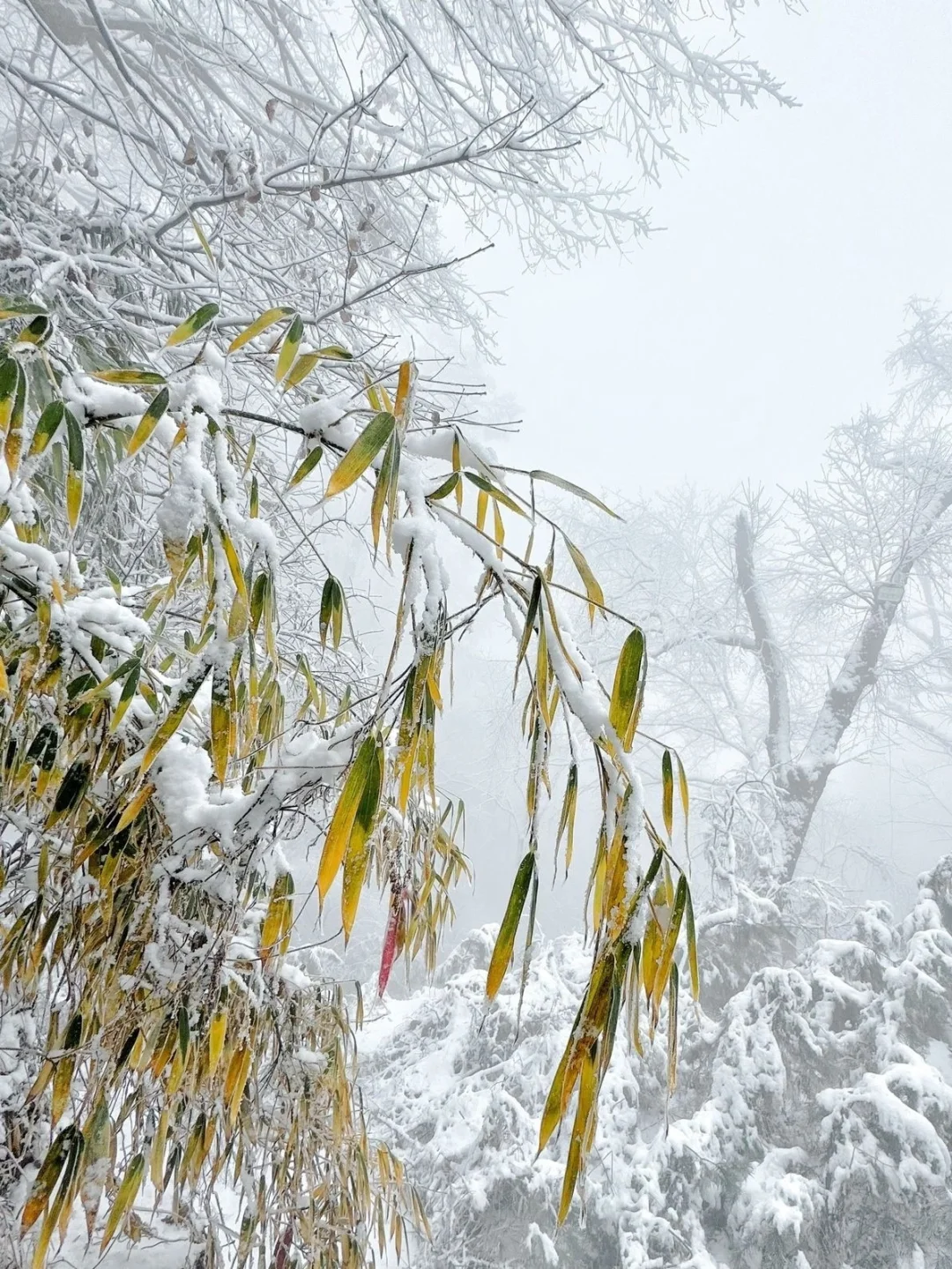 12.14郴州现状!冷到崩溃😫打算来的速看