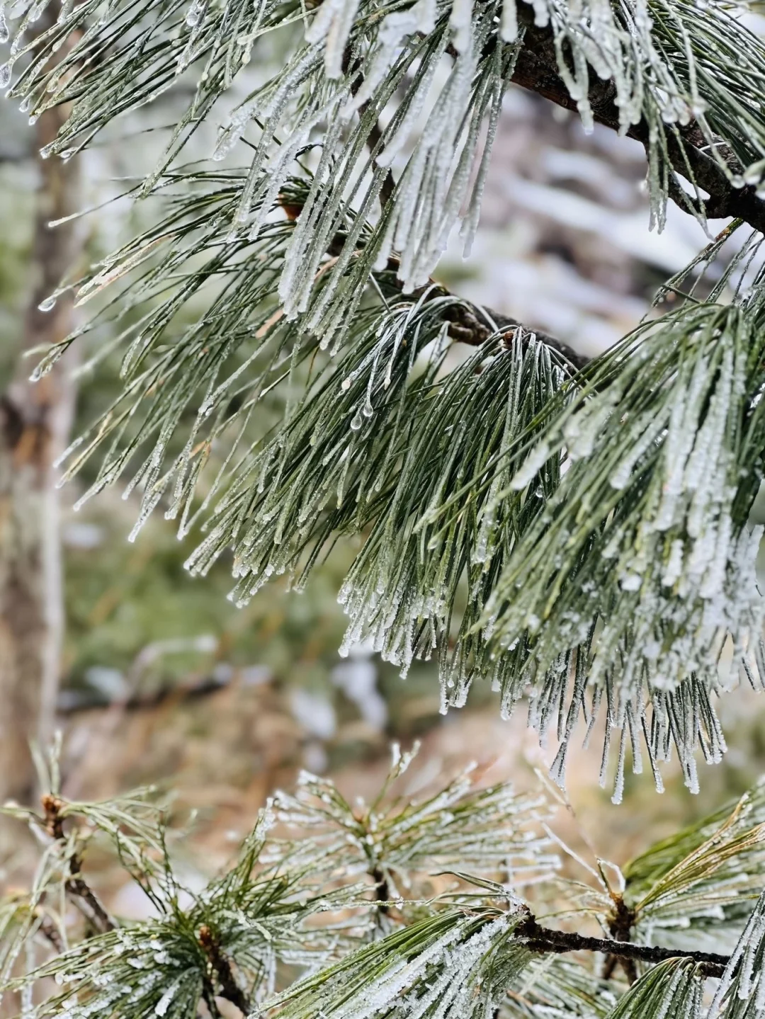 12.14郴州现状!冷到崩溃😫打算来的速看
