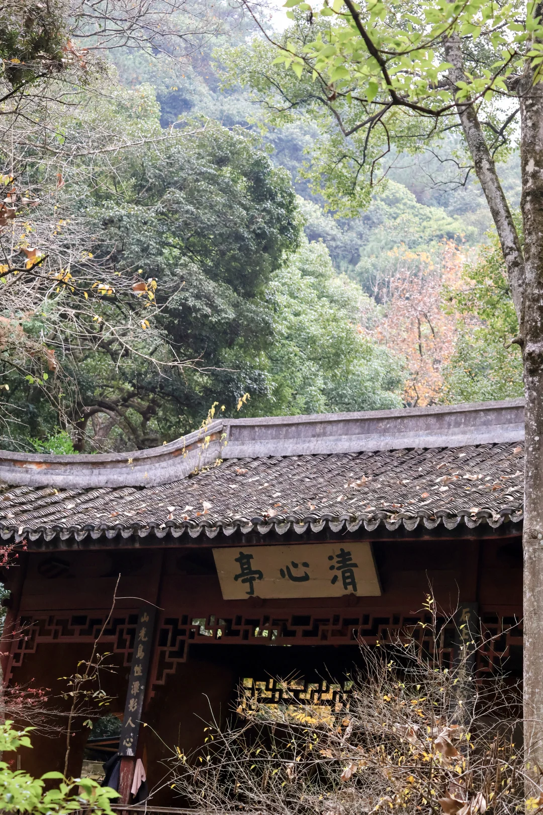 🌾🍂国清寺的秋,是我花0元买到的顶级治愈