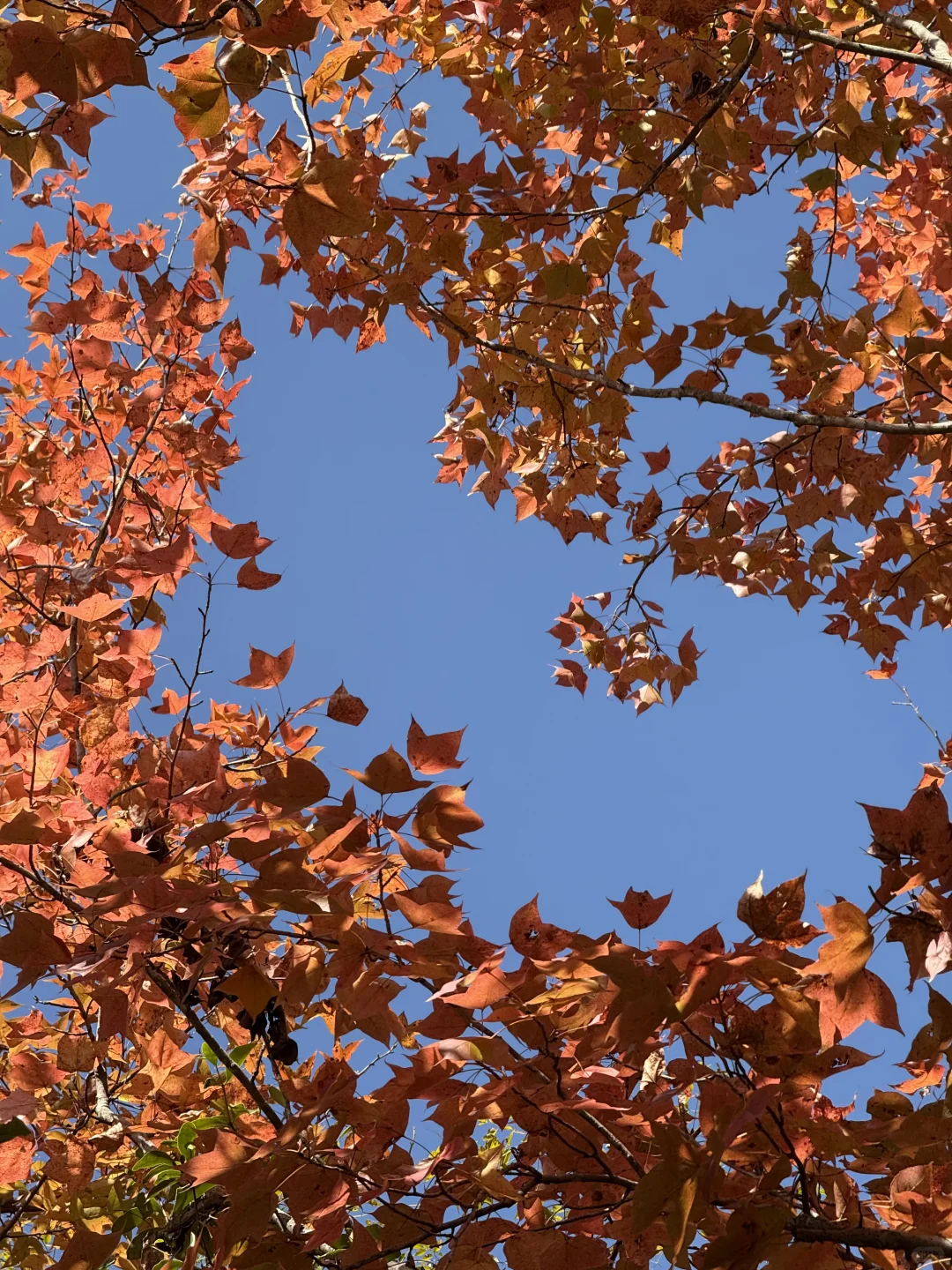 🍁赣州人的嘴真严！赣南树木园真的好美