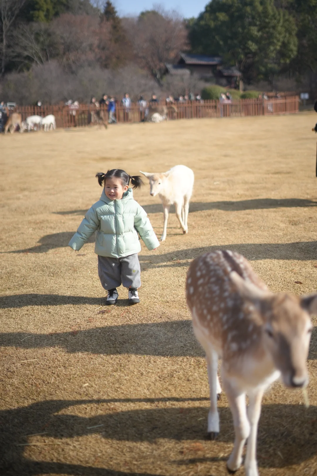看小鹿一定要去奈良？才不是！