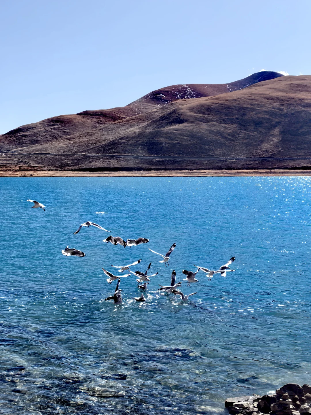 202512冬游西藏-D3-羊卓雍措&乃钦康桑雪山