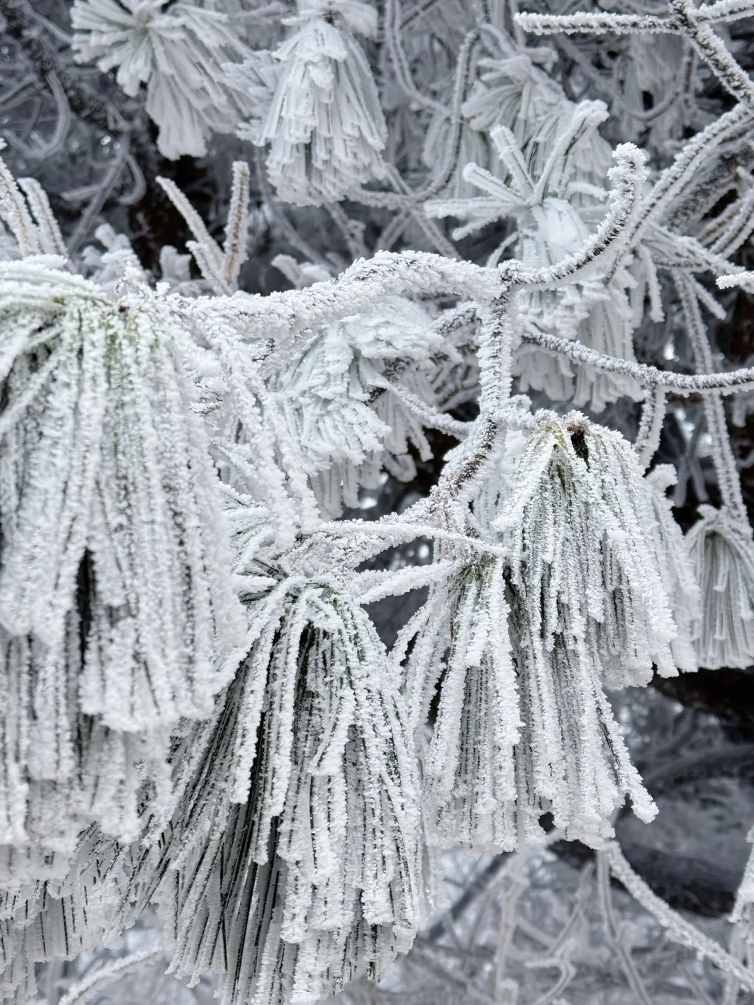 12.14郴州现状!冷到崩溃😫打算来的速看