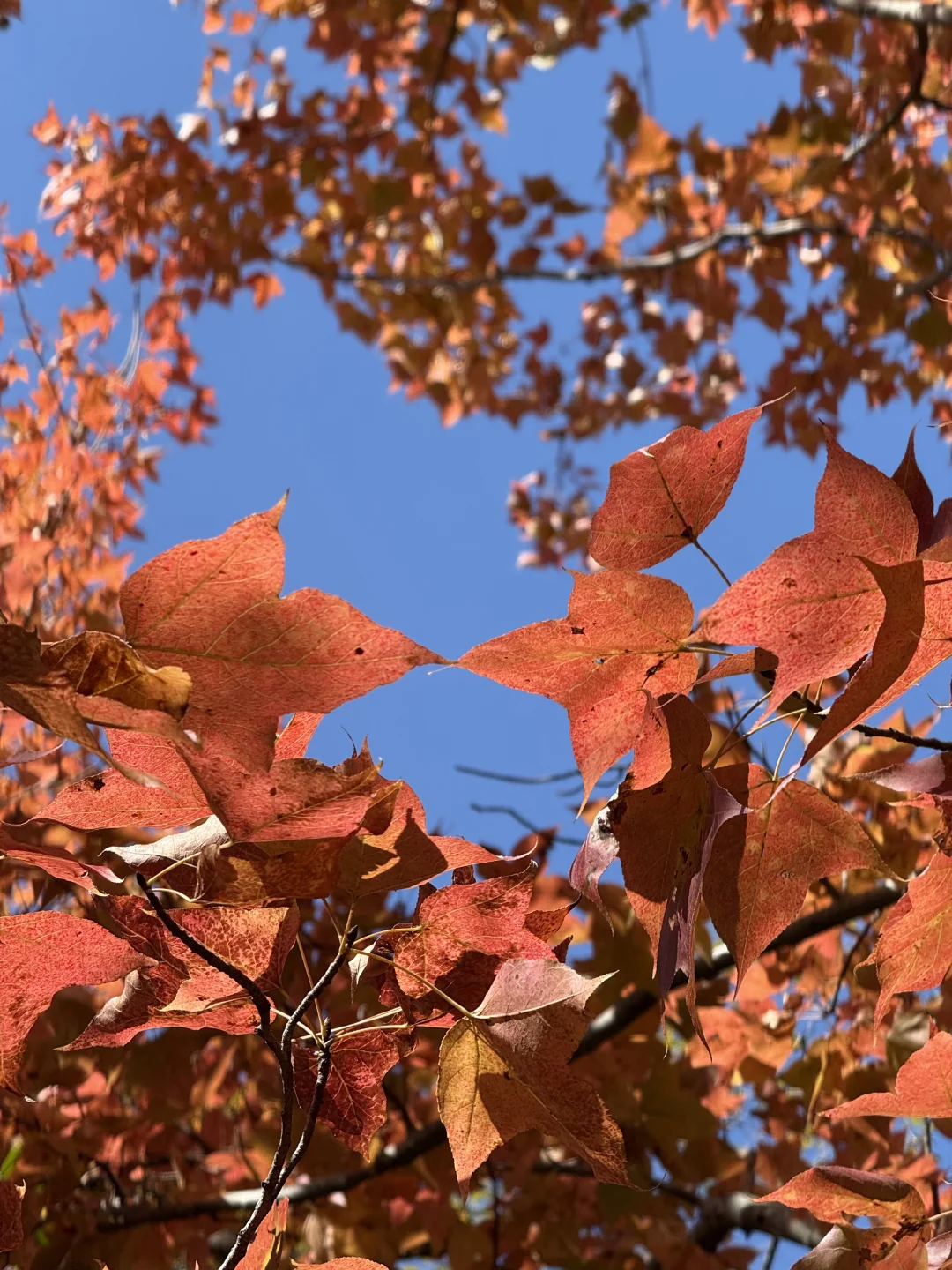 🍁赣州人的嘴真严！赣南树木园真的好美