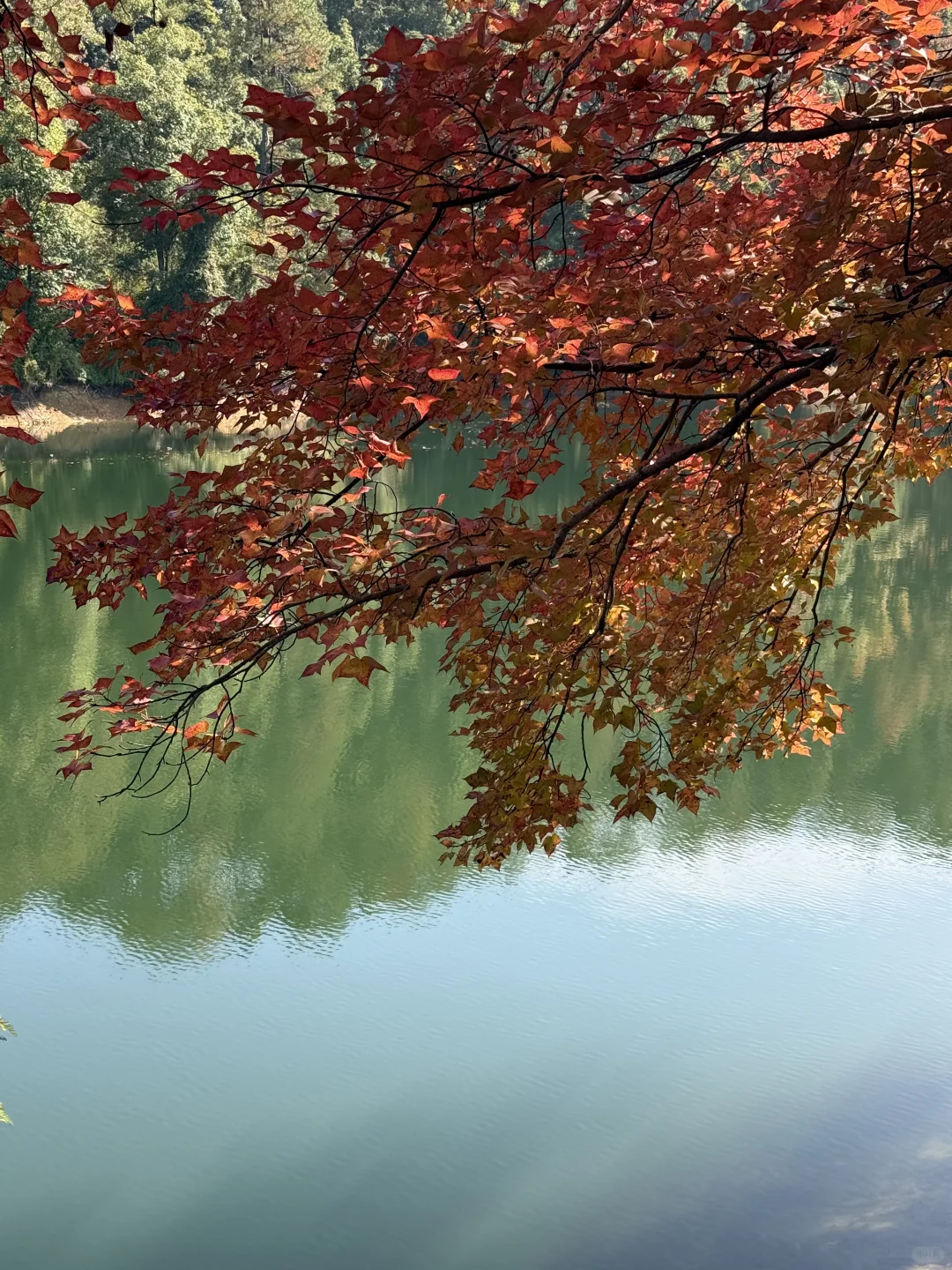 🍁赣州人的嘴真严！赣南树木园真的好美