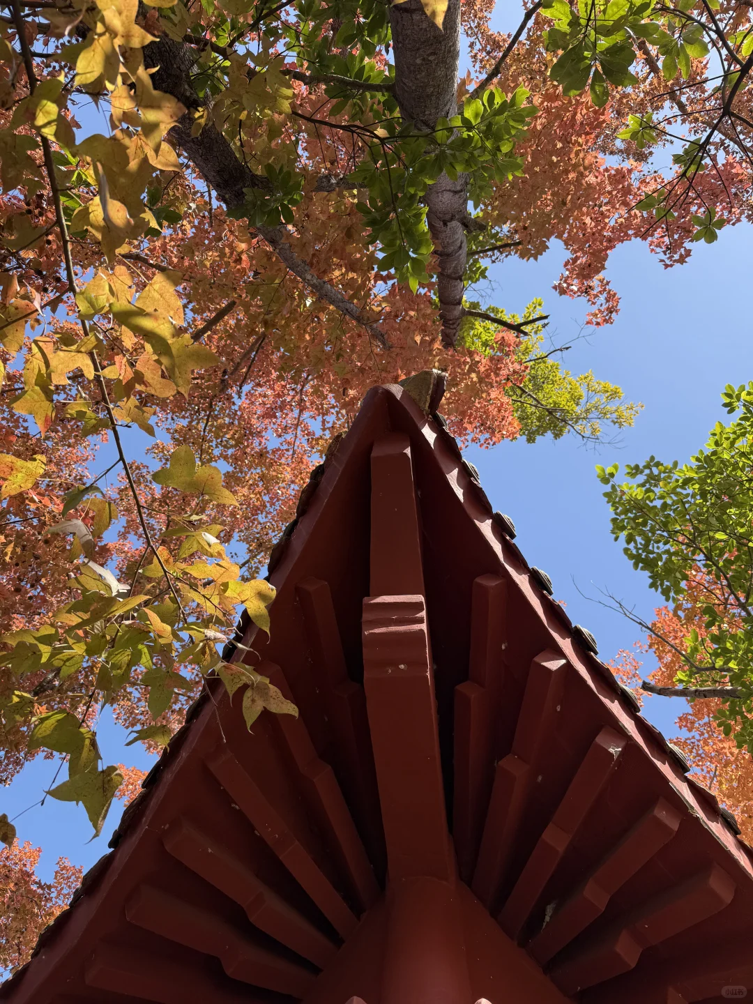 🍁赣州人的嘴真严！赣南树木园真的好美