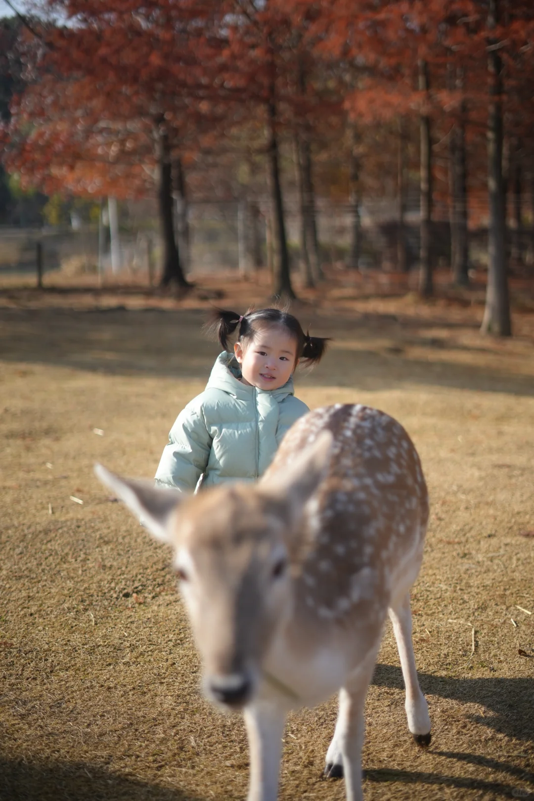 看小鹿一定要去奈良？才不是！
