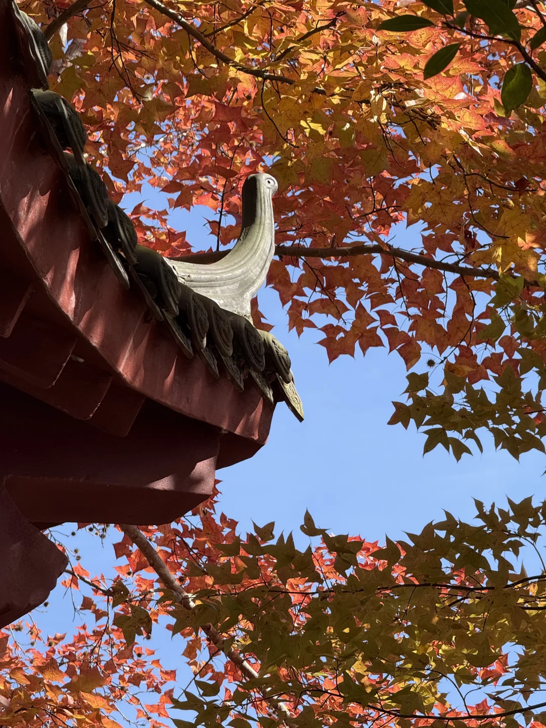 🍁赣州人的嘴真严！赣南树木园真的好美