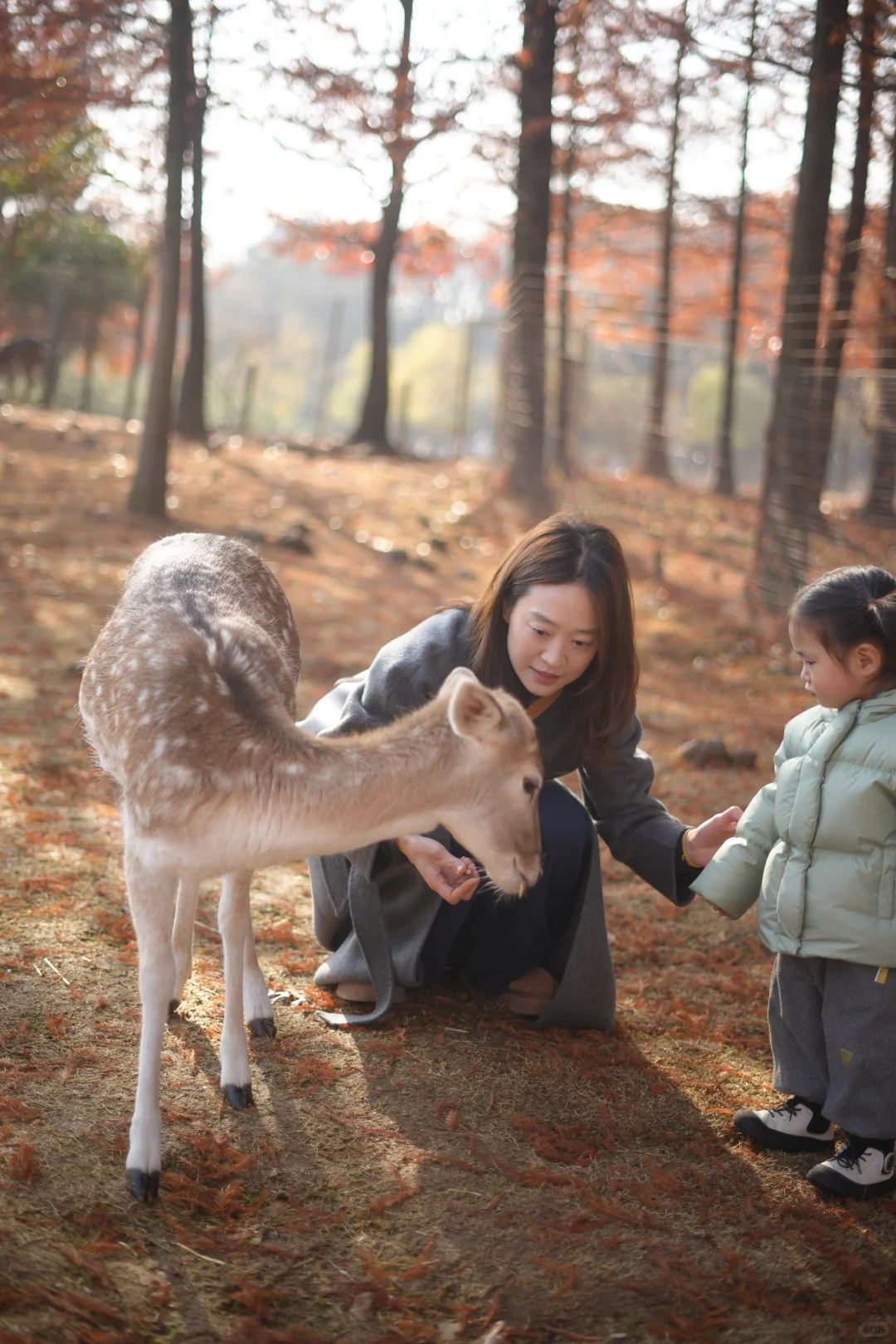 看小鹿一定要去奈良？才不是！