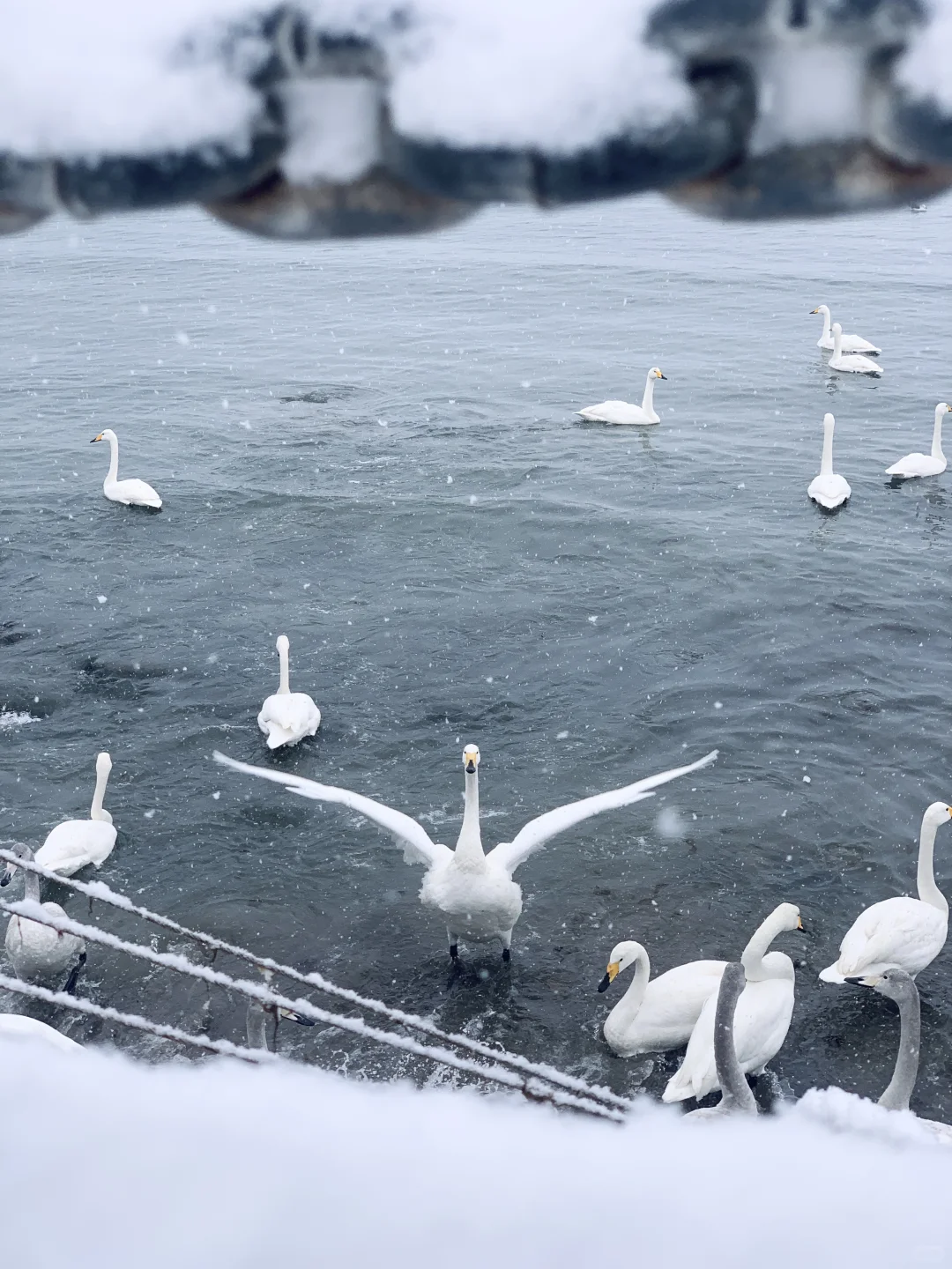 12.3威海实况，雪后的天鹅湖美得像童话❄️