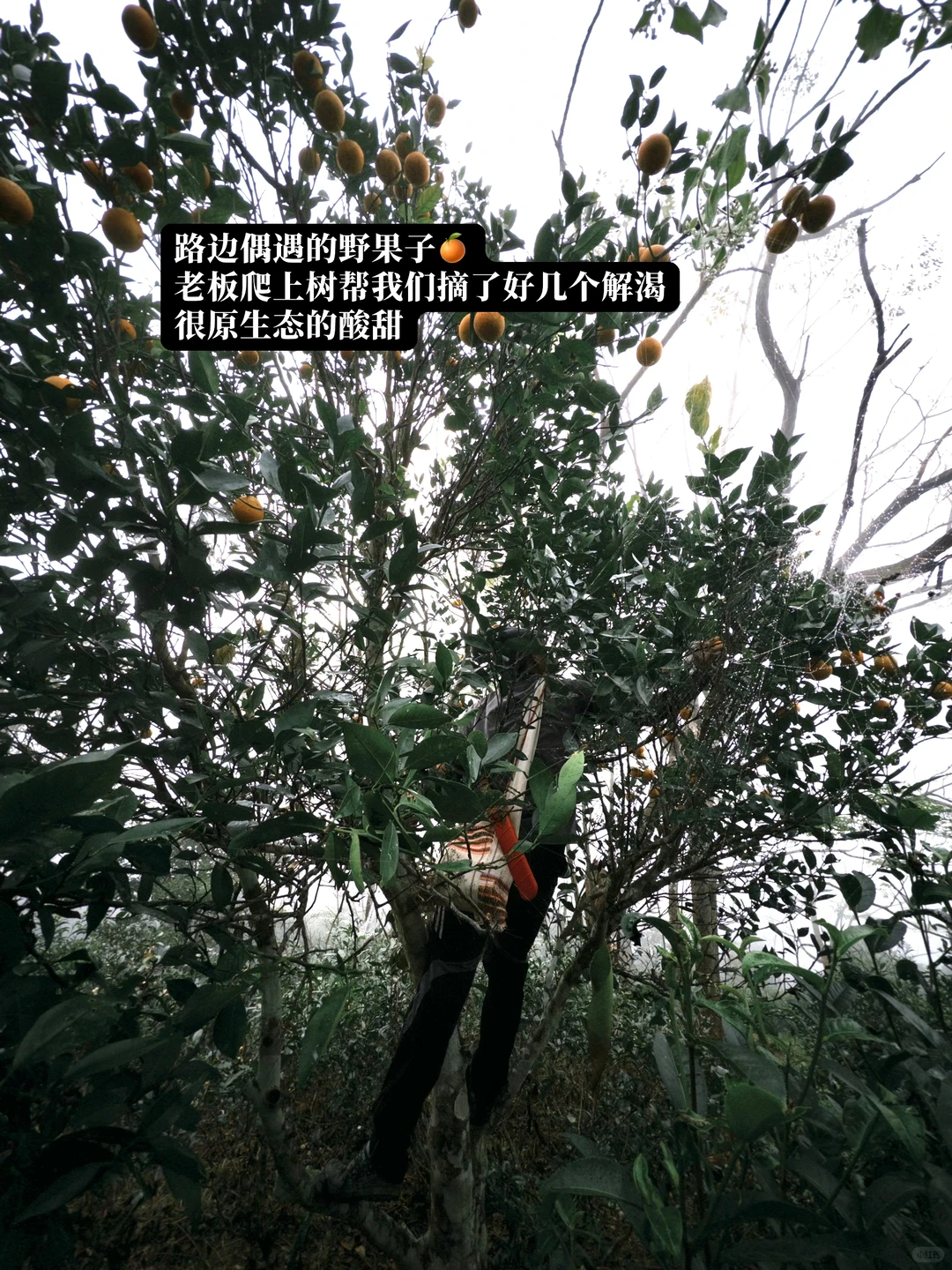 本地人带玩就是景迈山最好的体验方式