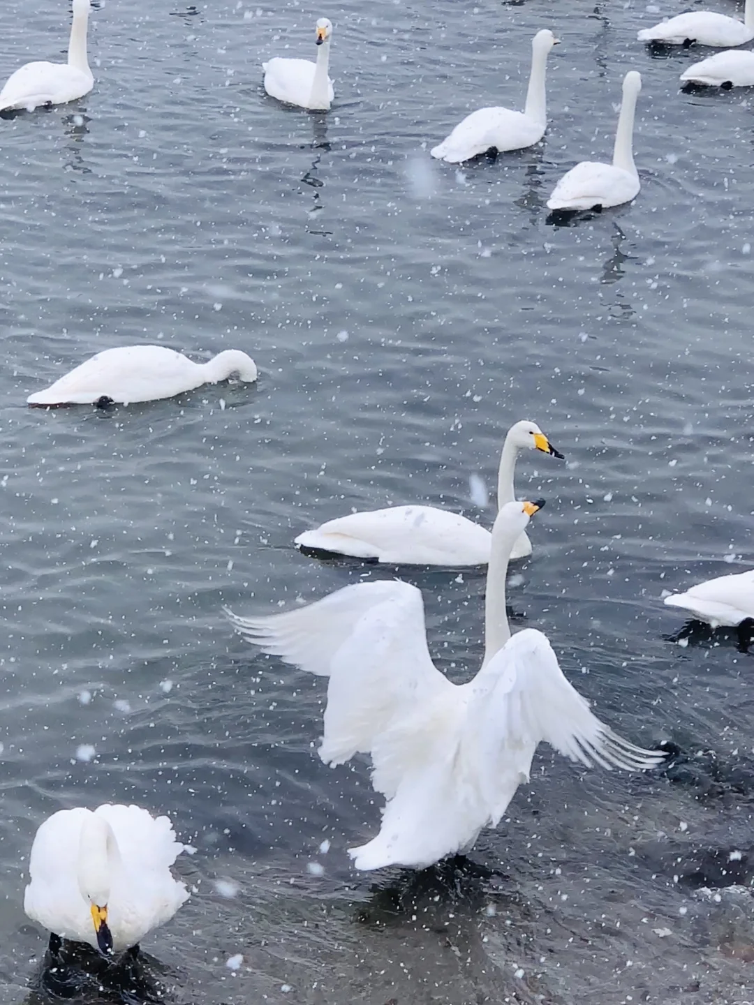 12.3威海实况，雪后的天鹅湖美得像童话❄️
