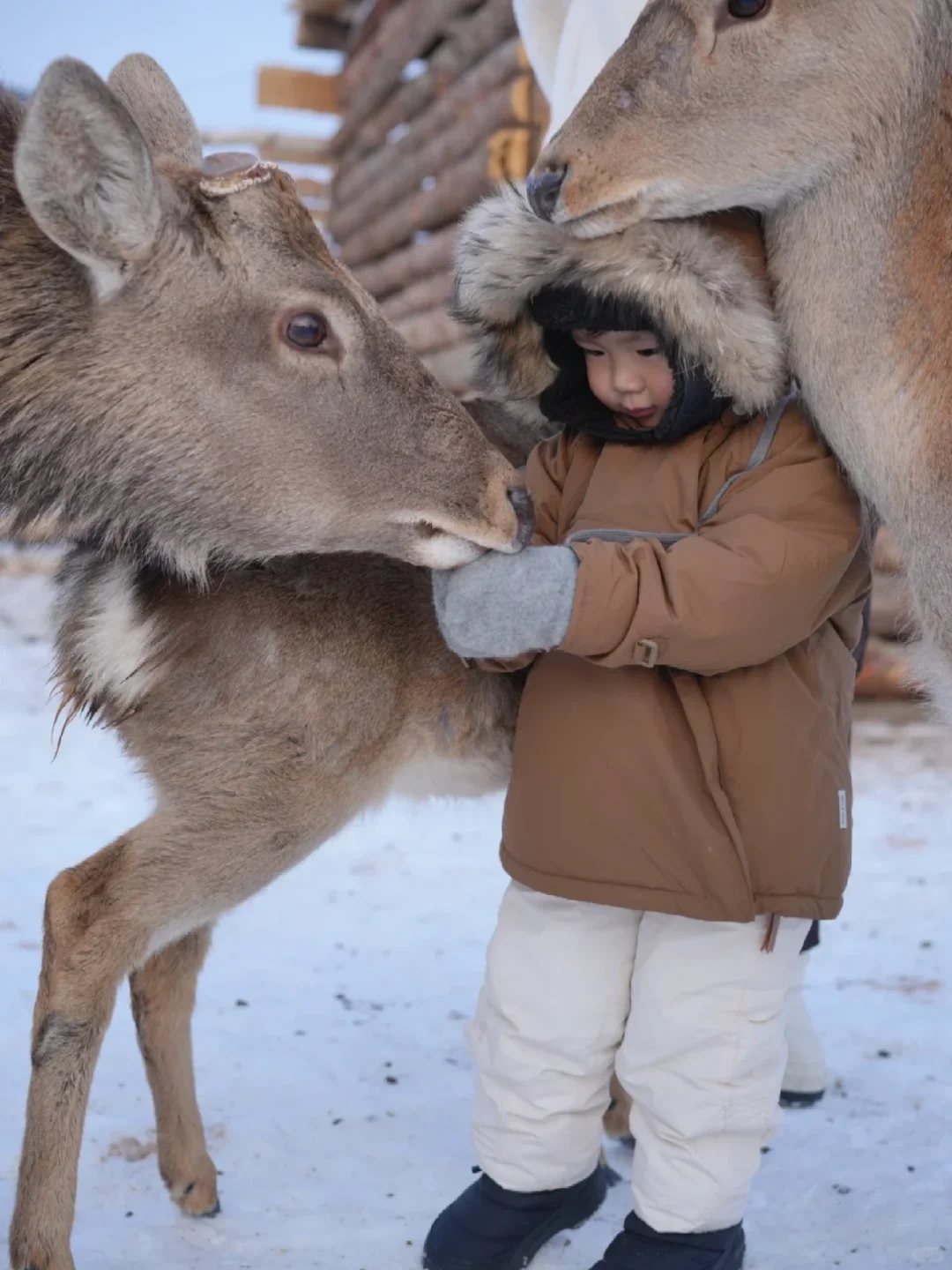 长白山亲子定制游✨冬日纯玩度假之旅