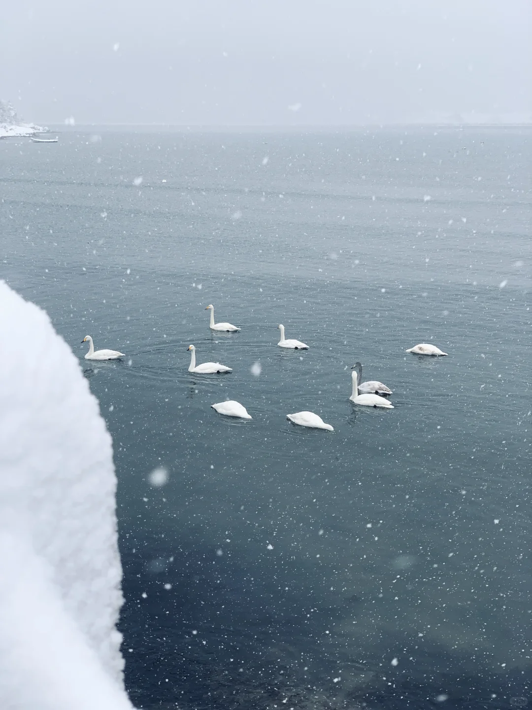 12.3威海实况，雪后的天鹅湖美得像童话❄️