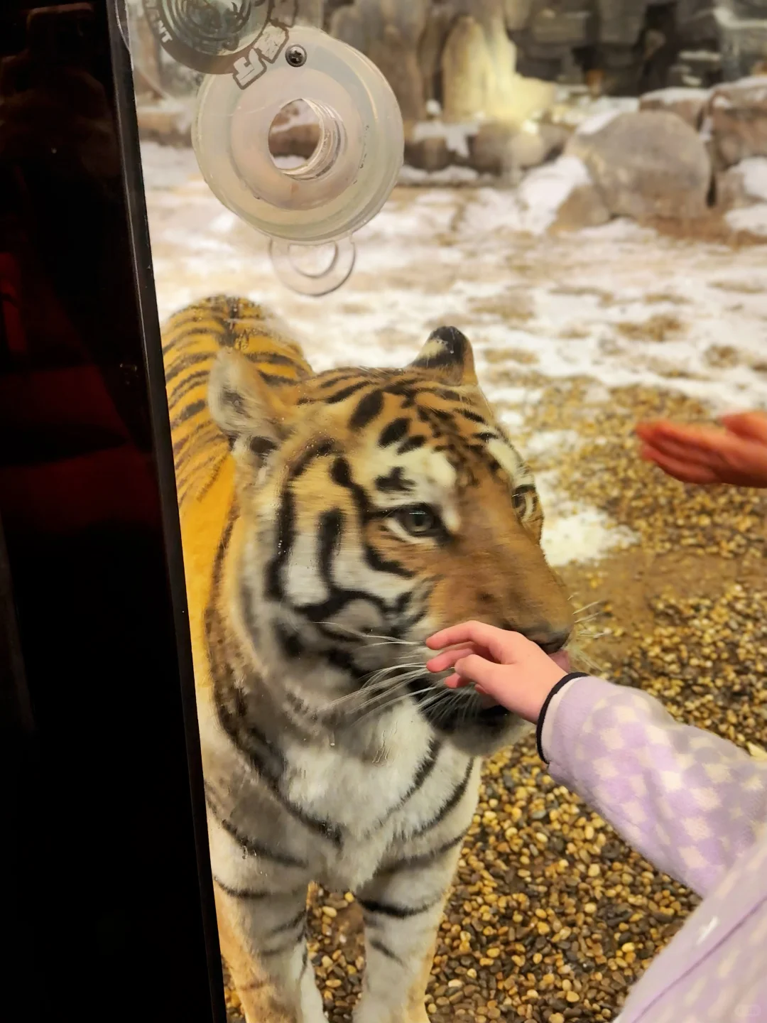 二刷虎乐园,娃玩到天黑不肯回家