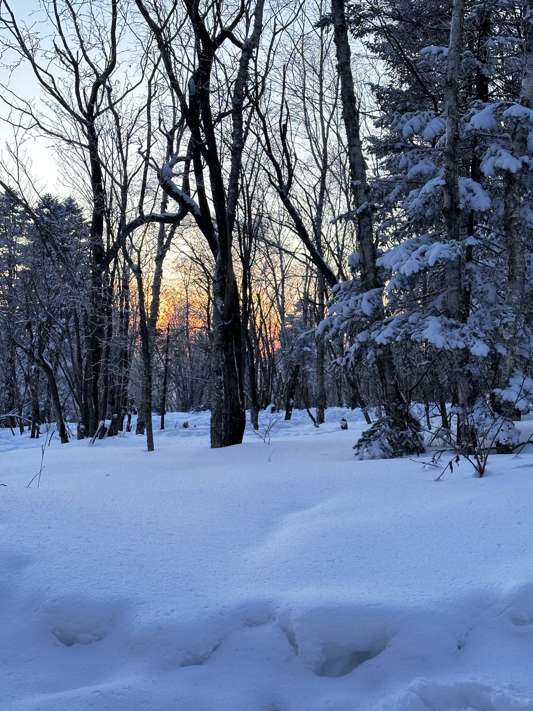 来雪岭玩千万别坐雪地摩托和马拉爬犁!!