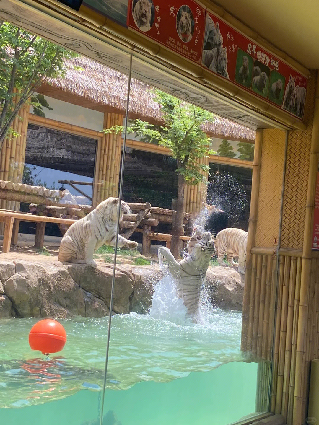 银基动物王国淡季爽到飞起🌟保姆级攻略